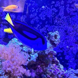 Meet your Posher, Victoria